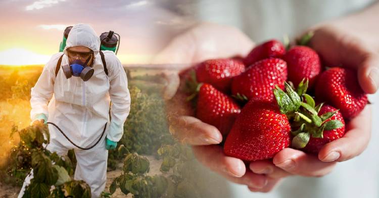 frutas-verduras-mas-menos-agrotoxicos-pesticidas frutas-verduras-mas-menos-agrotoxicos-pesticidas