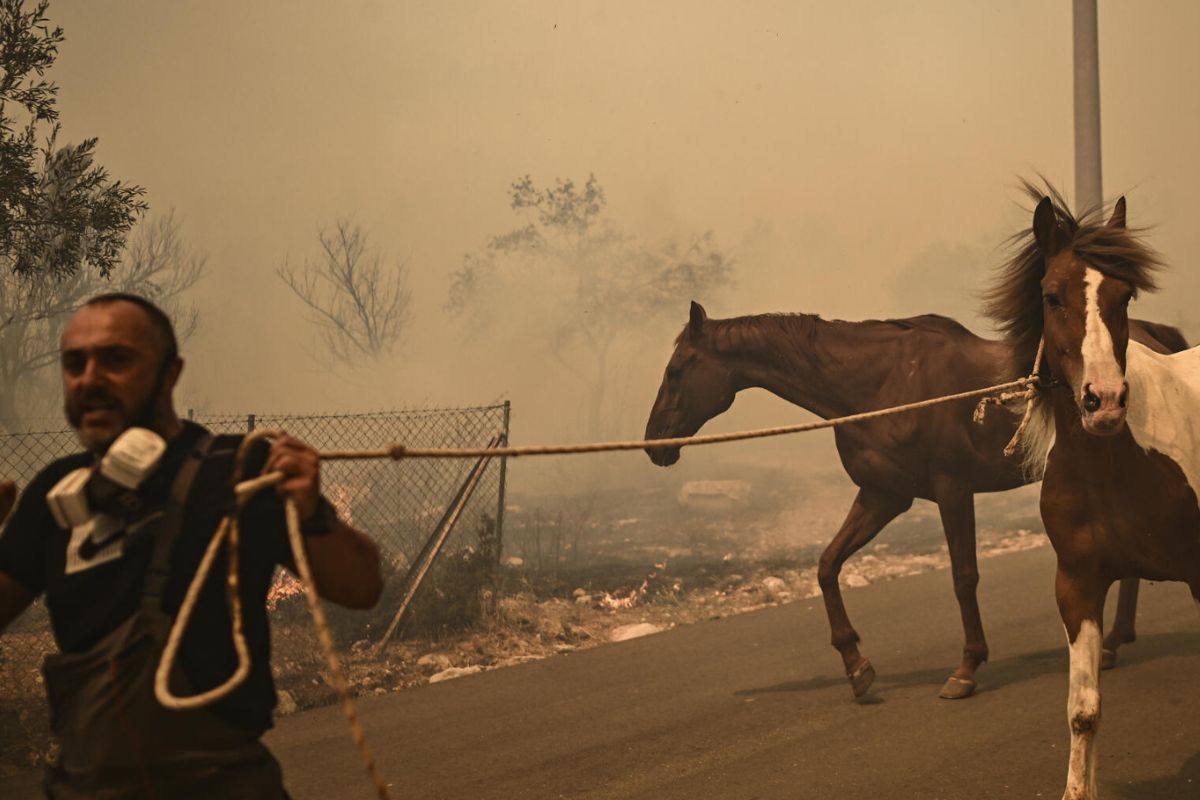 Así afectan los incendios a la fauna de Grecia: un desastre ecológico en marcha (www.france24.com)