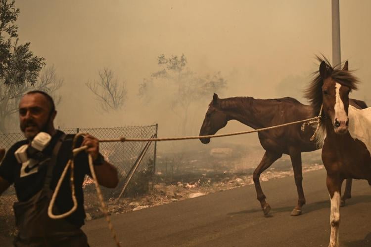 incendio grecia Así afectan los incendios a la fauna de Grecia: un desastre ecológico en marcha (www.france24.com)
