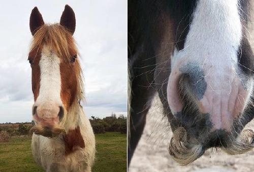 caballo bigote foto EC550511 MG878650 Caballo con bigote: raza excepcional originaria de comunidades gitanas