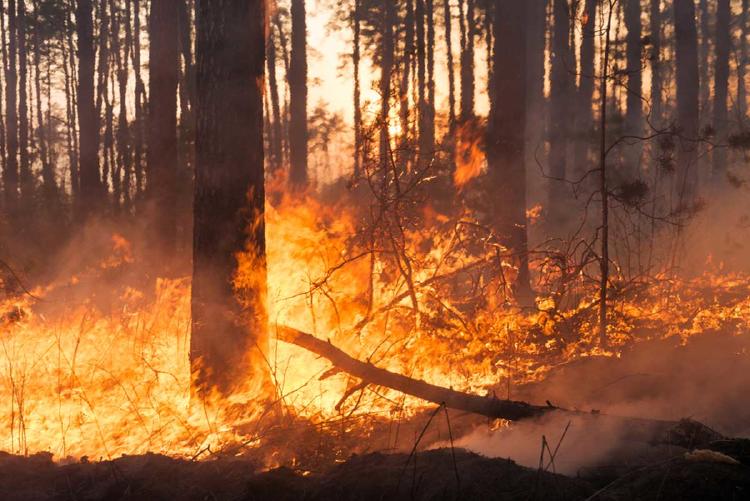 incendio forestal