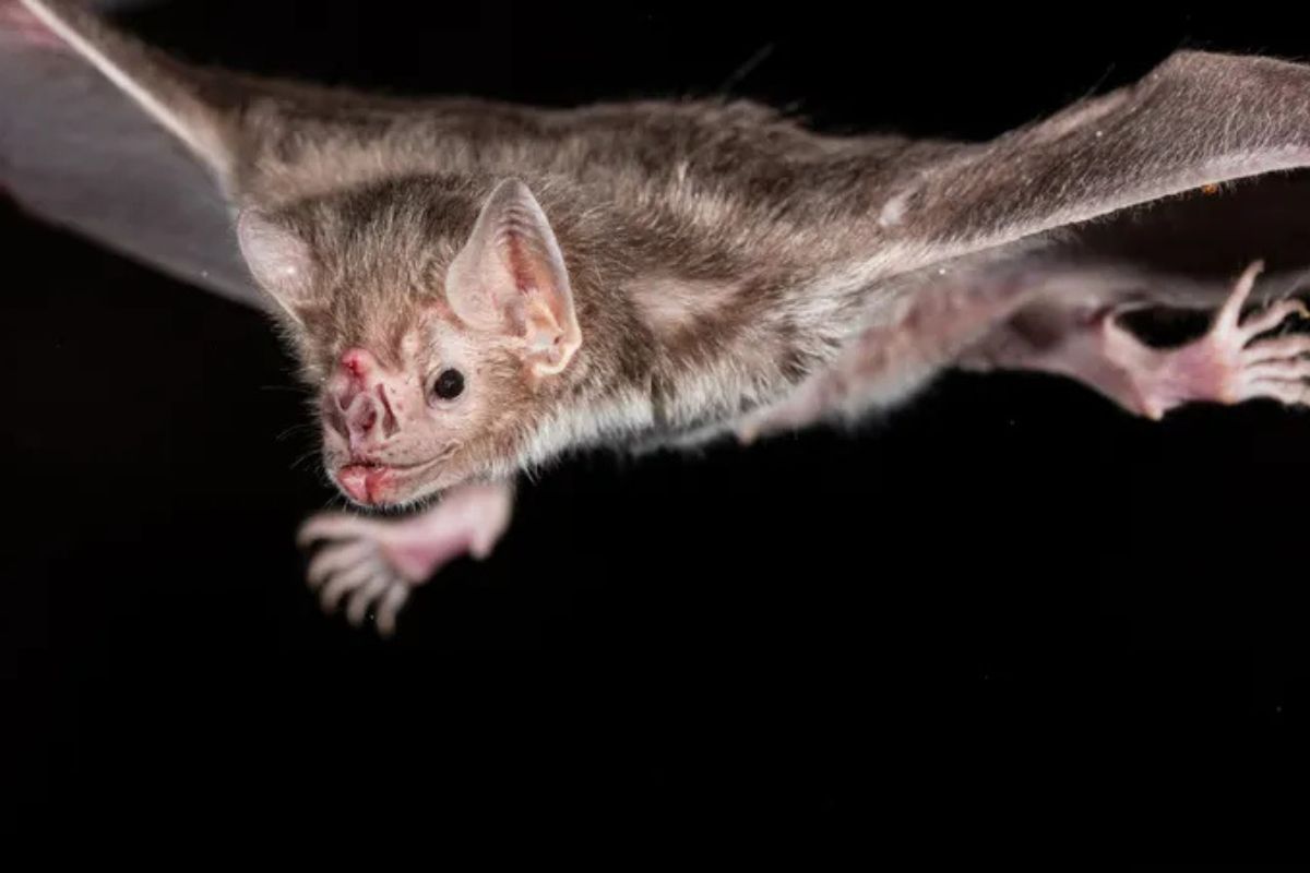 En América Latina, se dice que el murciélago vampiro (Desmodus rotundus) es el principal reservorio de los virus de la rabia (pertenecientes al género Lyssavirus).Fotografía: Nicolas Reusens/Getty Images