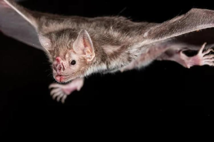 murcielago En América Latina, se dice que el murciélago vampiro (Desmodus rotundus) es el principal reservorio de los virus de la rabia (pertenecientes al género Lyssavirus).Fotografía: Nicolas Reusens/Getty Images