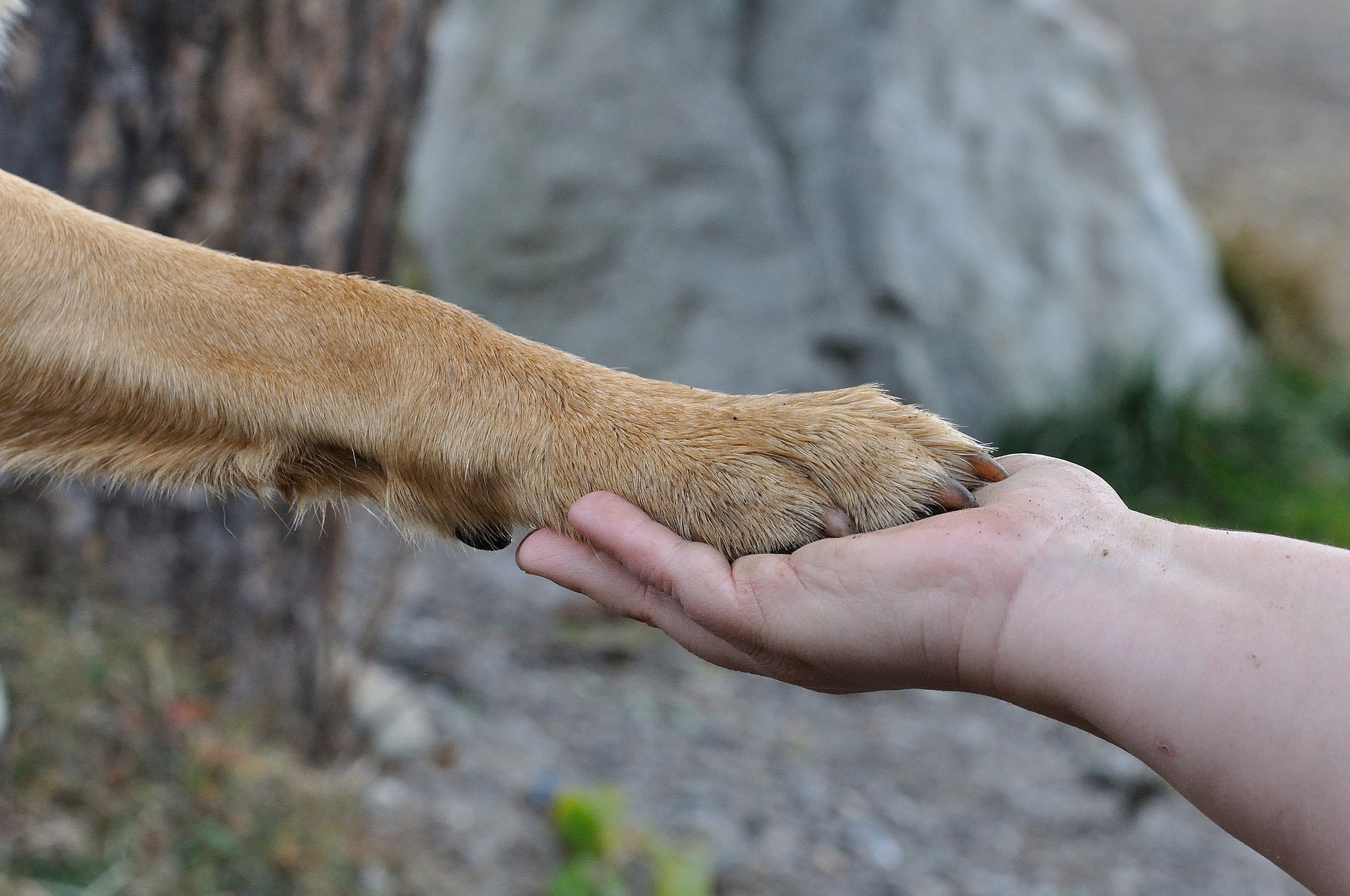 Argentino y sus perros perros curiosidades