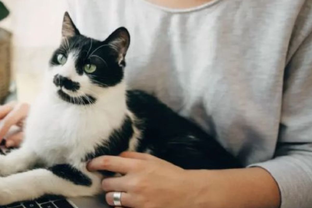 Los gatos también pueden sufrir ansiedad, estrés o depresión. (Imagen: Pinterest)