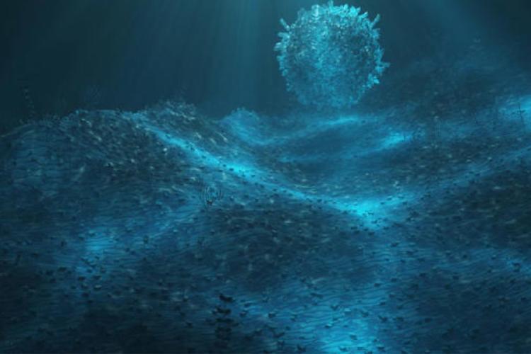 esponja de mar En las profundidades heladas del océano Austral, cerca de las remotas Islas Sandwich del Sur, los científicos encontraron una esponja carnívora con una apariencia tan inusual que fue apodada “Death Ball” (Bola de la Muerte). (Imagen: msn.com)