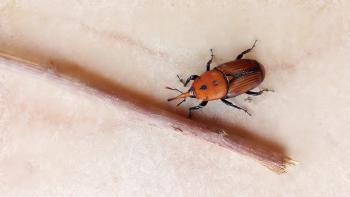 red palm weevil 2621388_960_720 red palm weevil 2621388_960_720