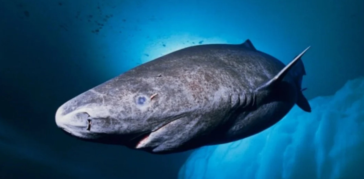 tiburon mas viejo del mundo tiburon mas viejo del mundo