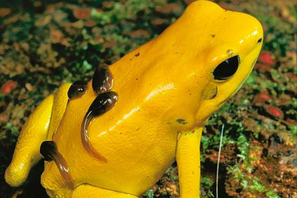 A pesar de su apariencia inofensiva —su piel puede ser amarilla brillante, verde lima o anaranjada—, la rana dorada segrega batracotoxina, una neurotoxina extremadamente potente capaz de provocar la muerte de hasta 10 personas. (Imagen: Pinterest)
