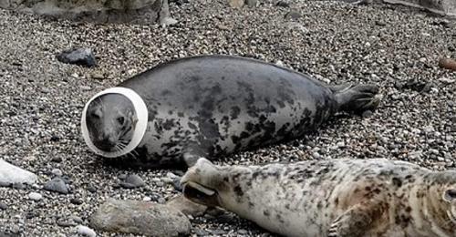 foca embarazada frisbee perro cabeza