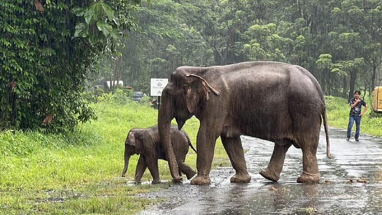  Foto: AFP/Thailand’s Department of National Parks, Wildlife and Plant Conservation