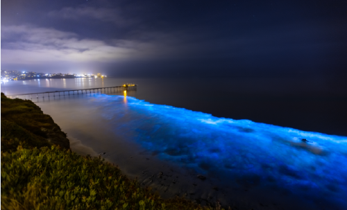 Hotel en Holbox permite disfrutar de la bioluminiscencia