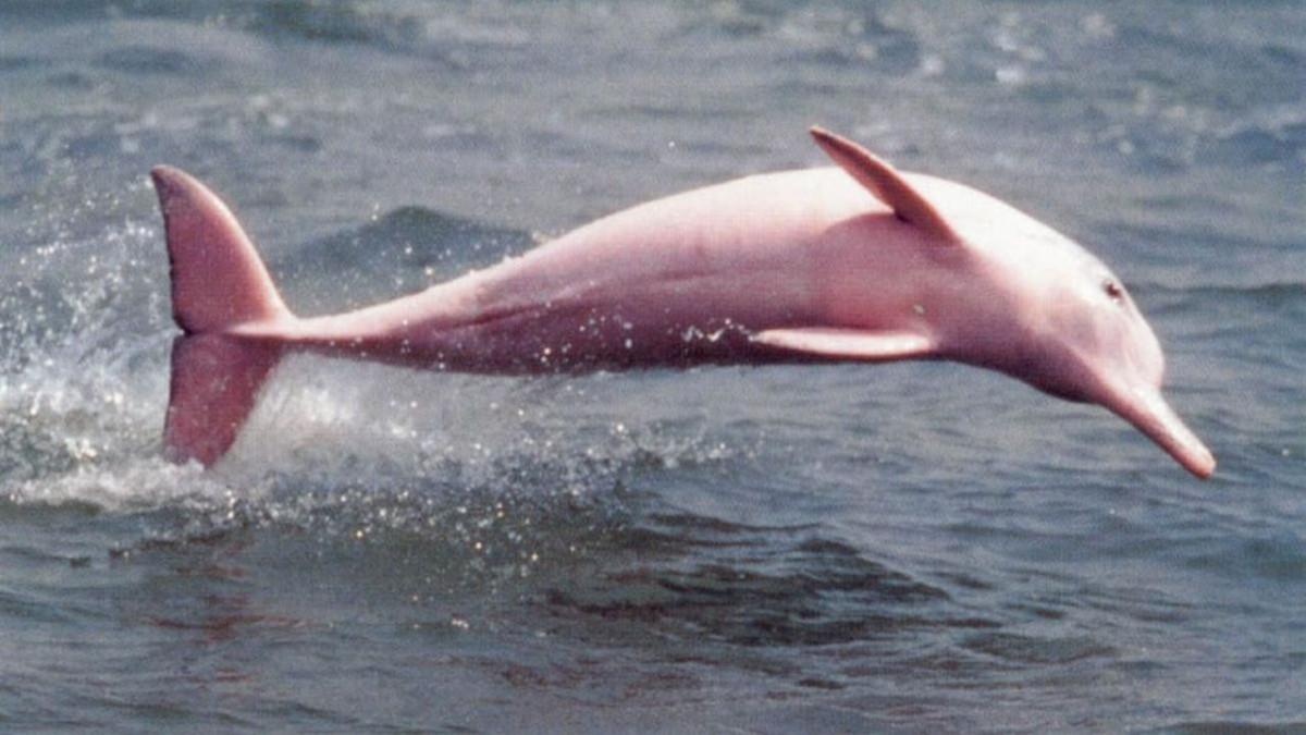 delfin rosado delfin rosado