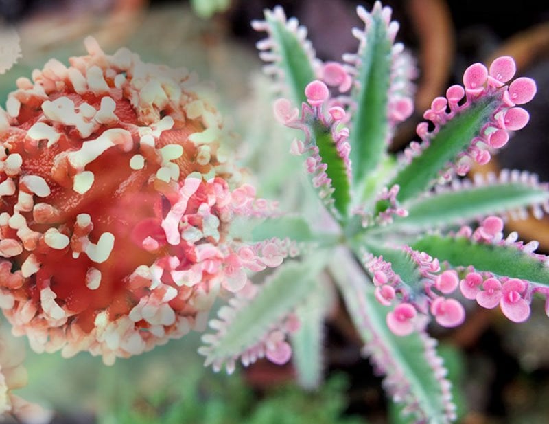 Kalanchoe La Hierba Que No Parece Tanto Pero Podria Curar El