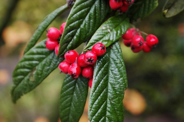 Arbusto cotoneaster