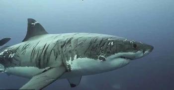 tiburon mas herido del mundo