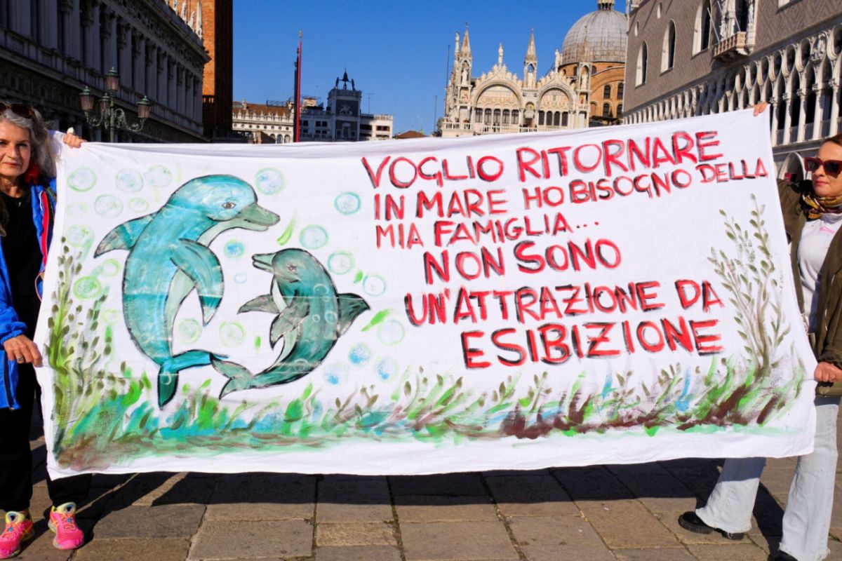 “Quiero volver al mar, necesito a mi familia… no soy una atracción para exhibición.” Mensaje de protesta en defensa del delfín que permanece en la laguna de Venecia, pidiendo que no se le trate como espectáculo turístico. (ecoosfera)