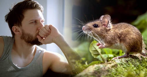 fabula india cambiara forma pararte frente vida hombre pensando frente a la ventana sobre fabula del raton