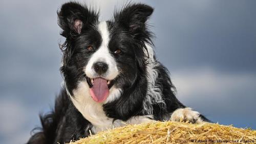 62397278 401 62397278 401