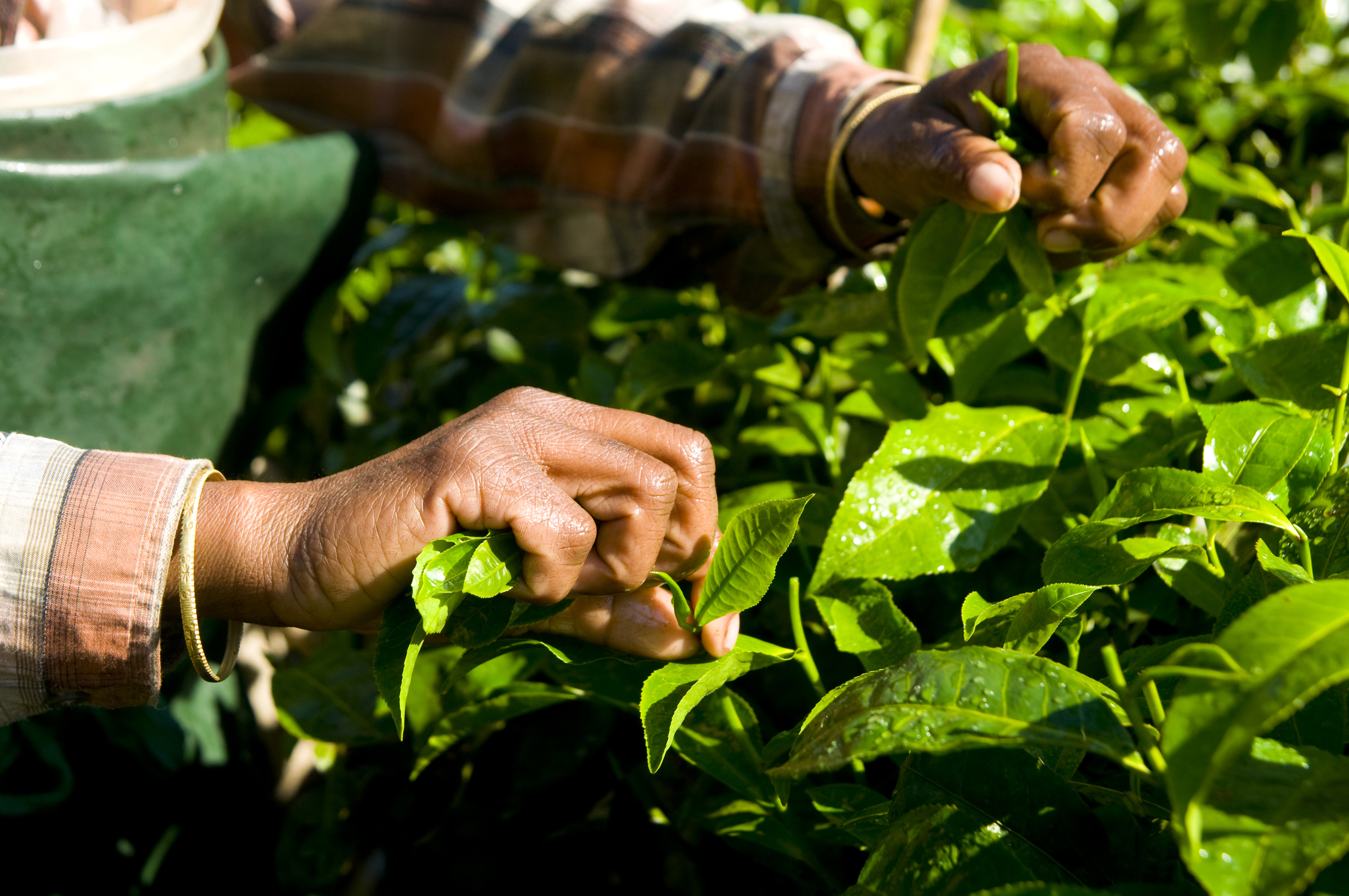 woman harvesting tea leaves kerela india