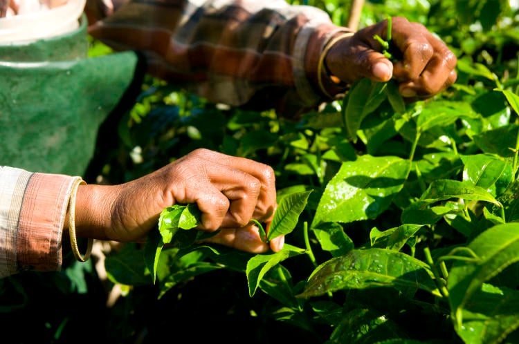 woman harvesting tea leaves kerela india