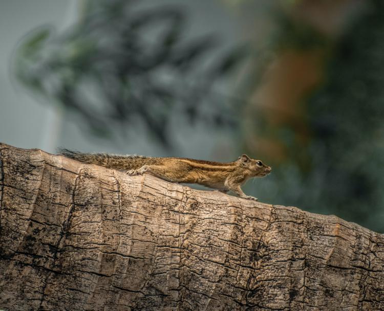 día del medio ambiente 2021 lema día del medio ambiente 2021 lema