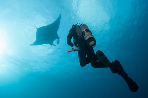 Fotografiaron a la única mantarraya rosada del mundo