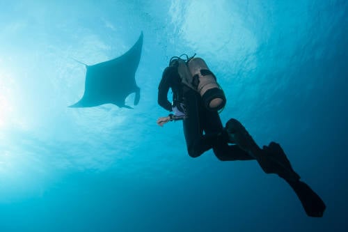 mantarraya buceo