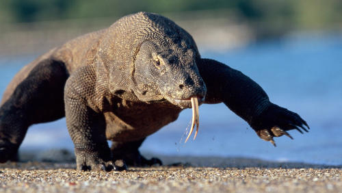 El dragón de Komodo entró en la lista roja de las especies en peligro de extinción