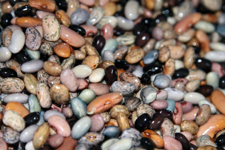 sustitutos vegetarianos de la carne sustitutos vegetarianos de la carne