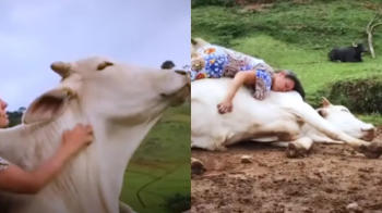 toro toro