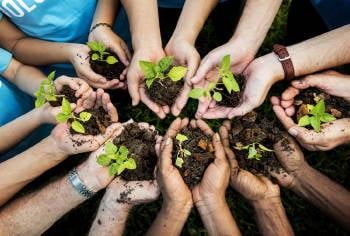 plantar un arbol agroecología y educacion ambiental