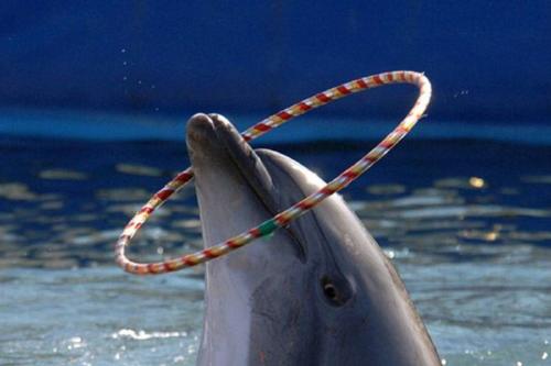 delfin en cautiverio delfin en cautiverio