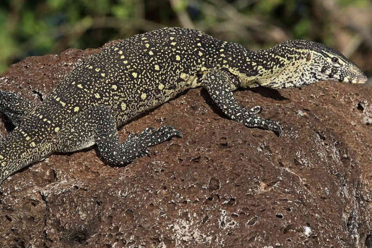 La presencia creciente de este reptil africano en Florida vuelve a poner en debate el comercio de fauna exótica y la necesidad de políticas más estrictas para proteger los ecosistemas nativos. (Imagen: greenmatters.com)