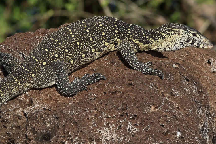 reptil La presencia creciente de este reptil africano en Florida vuelve a poner en debate el comercio de fauna exótica y la necesidad de políticas más estrictas para proteger los ecosistemas nativos. (Imagen: greenmatters.com)