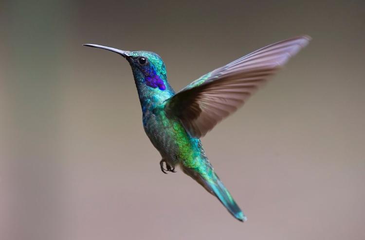 Conoce el secreto de los colibríes para conservar su energía