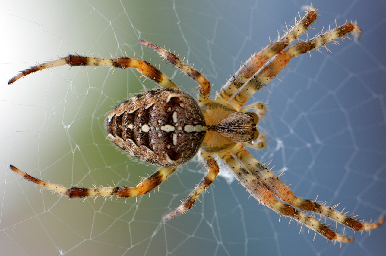 araña 1 que significa soñar con arañas