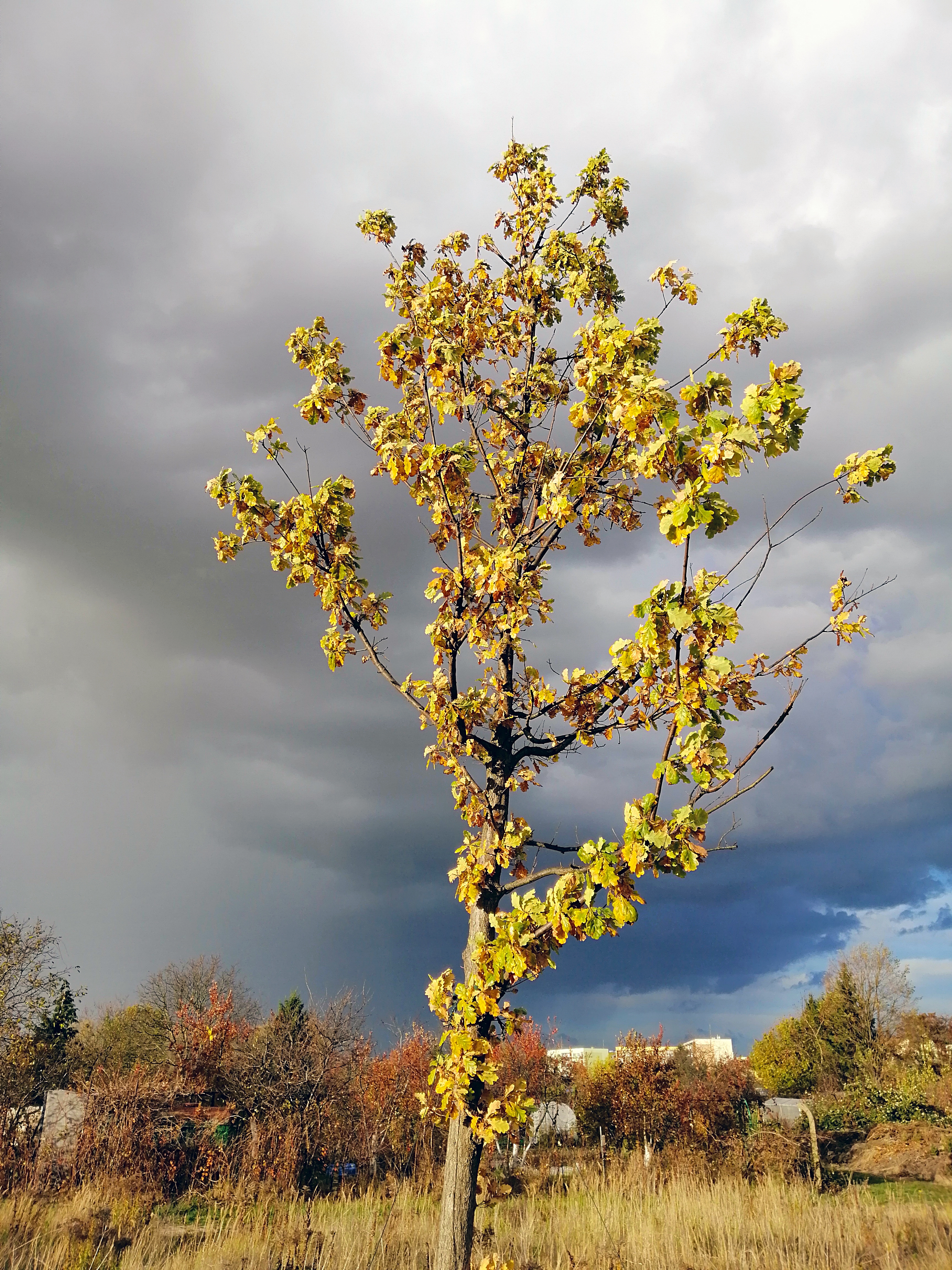 vertical picture of an aspen in meadow surrounded by greenery under cloudy vertical picture of an aspen in meadow surrounded by greenery under cloudy