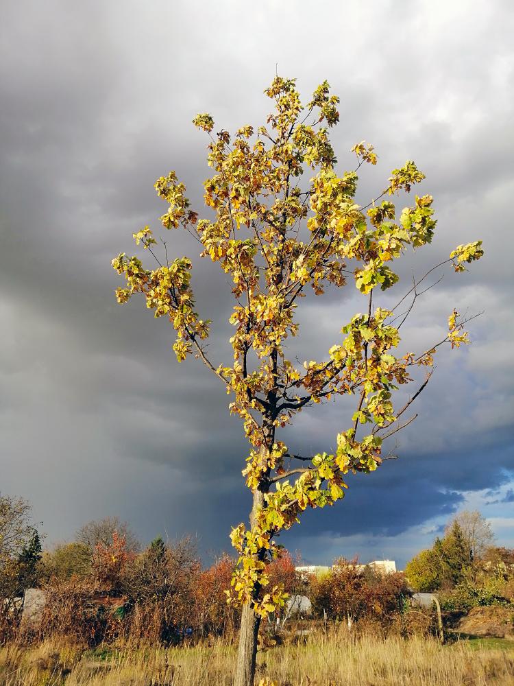 vertical picture of an aspen in meadow surrounded by greenery under cloudy