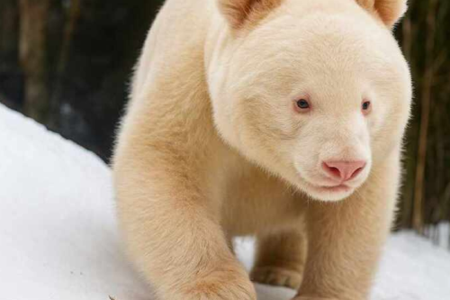 oso albino Imagen: qpasa.com