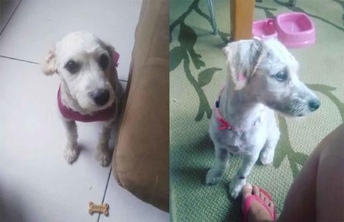 perrita sofa3 perrita sofa3