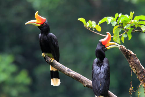 10 aves que desaparecerán en 20 años por la deforestación