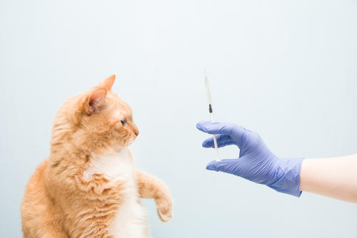 vacuna gato veterinario