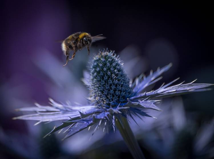 abejas flor polen abejas flor polen