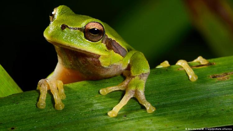 Ranas de Chernobil color Además, según informa \"Forbes”, la melanina protege contra la radiación ultravioleta del sol, que es la razón por la que las personas se broncean cuando se exponen mucho al sol. En la foto, un \"Hyla orientalis\".