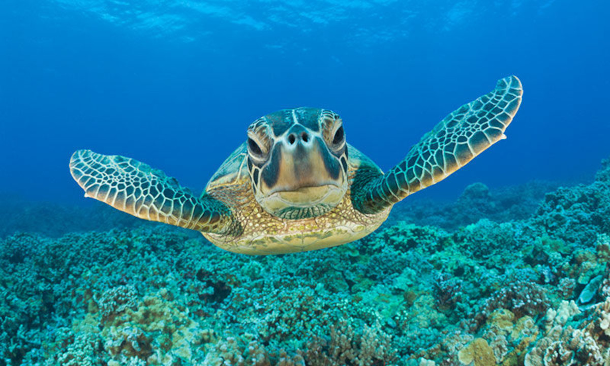 tortuga verde tortuga verde