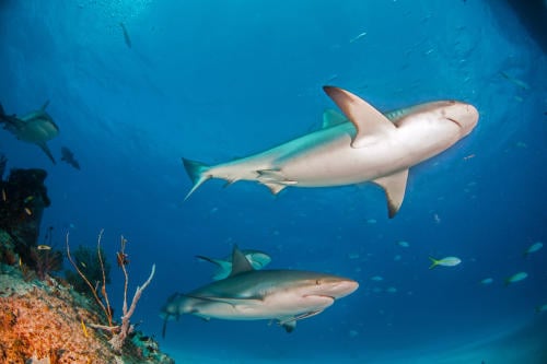Un nuevo estudio alerta sobre la extinción del tiburón de arrecife de coral