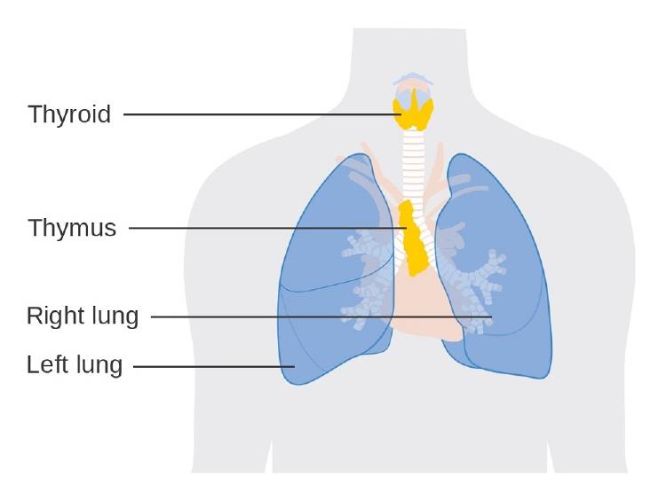 Thymus Thymus