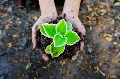 10 ejemplos de restauración ecológica para tener en cuenta