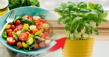 vegetales-hierbas-comer-crecer